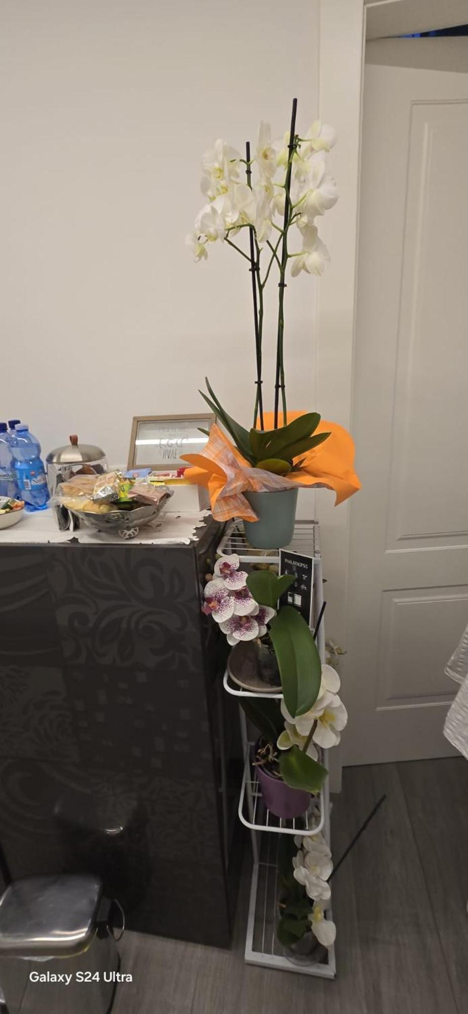 Orchidea Bed and Breakfast Bologna Eksteriør billede